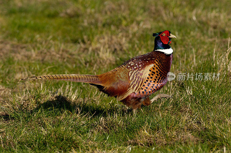 野鸡(Phasianus colchicus)